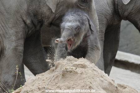 Hagenbeck 27042012 013