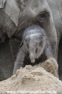 Hagenbeck 27042012 014