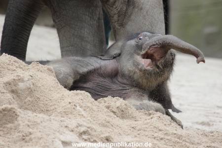 Hagenbeck 27042012 015