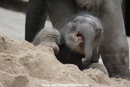 Hagenbeck 27042012 016