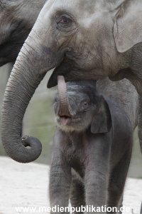Hagenbeck 27042012 020