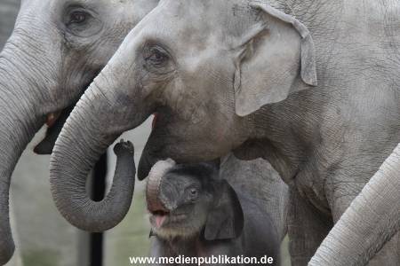 Hagenbeck 27042012 021