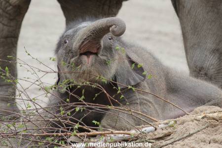 Hagenbeck 27042012 022