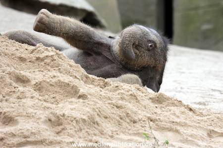 Hagenbeck 27042012 023