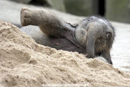 Hagenbeck 27042012 024