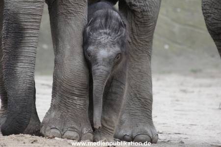 Hagenbeck 27042012 025