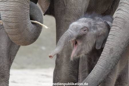 Hagenbeck 27042012 026