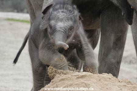Hagenbeck 27042012 027