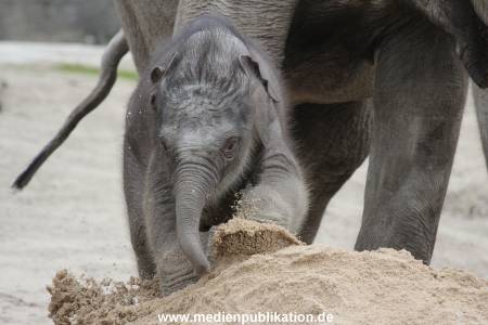 Hagenbeck 27042012 028
