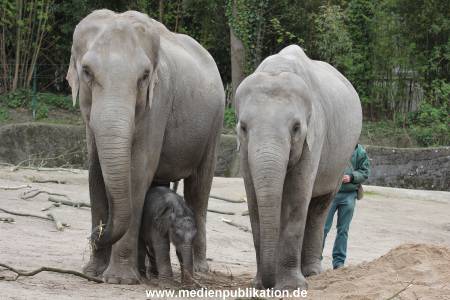 Hagenbeck 27042012 029