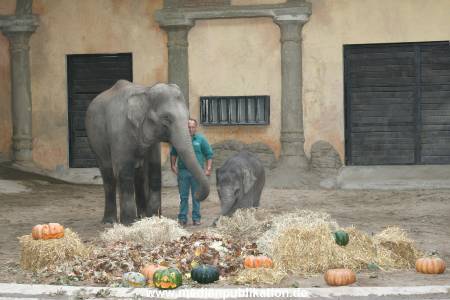 Hagenbeck 30102007 001