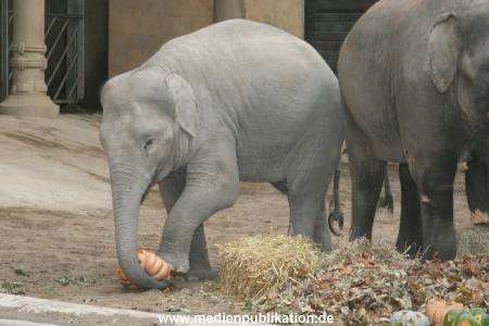 Hagenbeck 30102007 005