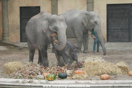 Hagenbeck 30102007 006