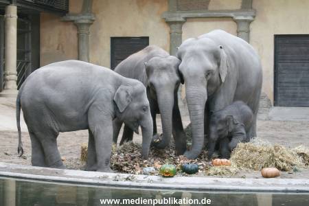 Hagenbeck 30102007 007
