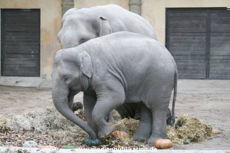 Hagenbeck 30102007 010