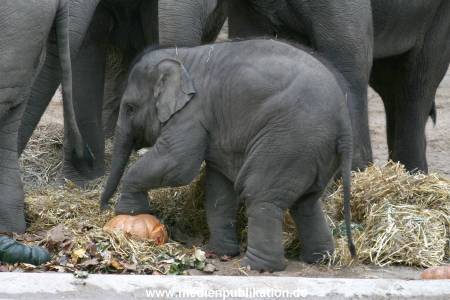 Hagenbeck 30102007 011