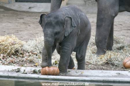 Hagenbeck 30102007 012