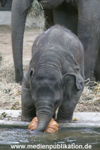 Hagenbeck 30102007 017