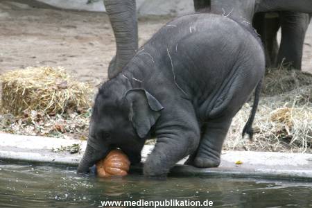 Hagenbeck 30102007 018
