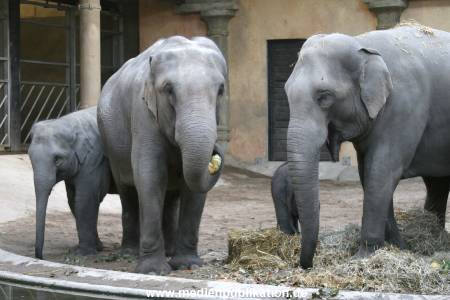 Hagenbeck 30102007 019