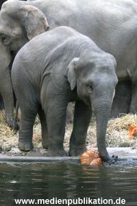 Hagenbeck 30102007 022