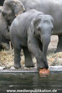 Hagenbeck 30102007 023