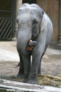 Hagenbeck 30102007 026