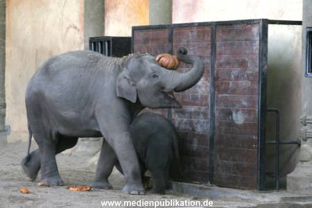 Hagenbeck 30102007 030
