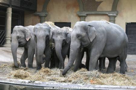 Hagenbeck 30102007 034