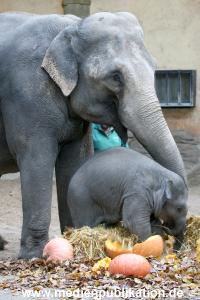 Hagenbeck 30102009 004
