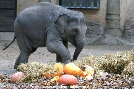 Hagenbeck 30102009 005