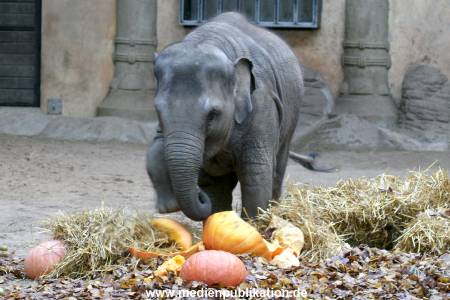 Hagenbeck 30102009 006