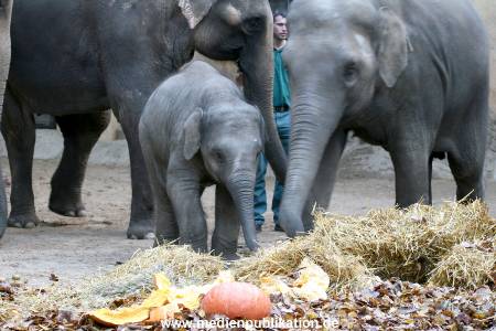Hagenbeck 30102009 007