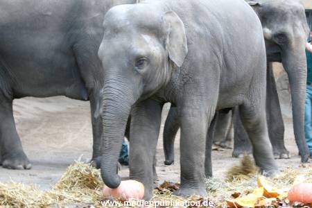 Hagenbeck 30102009 008