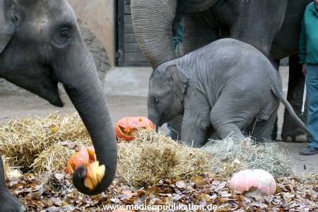 Hagenbeck 30102009 009