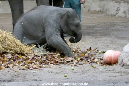Hagenbeck 30102009 010