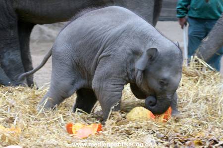 Hagenbeck 30102009 013
