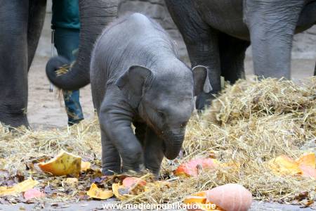 Hagenbeck 30102009 014