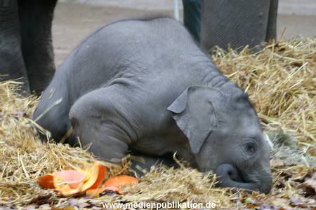 Hagenbeck 30102009 015