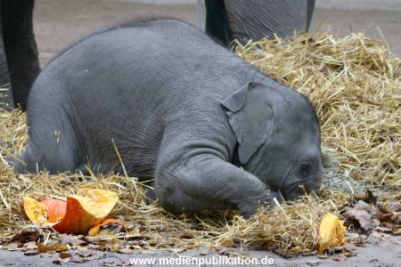 Hagenbeck 30102009 016