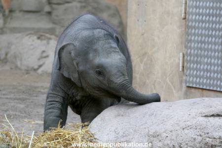 Hagenbeck 30102009 017