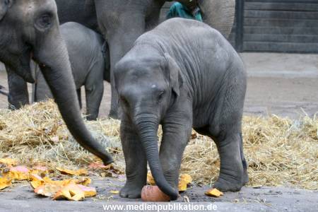 Hagenbeck 30102009 018