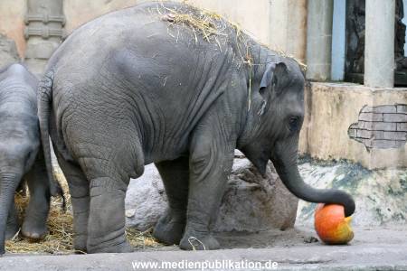 Hagenbeck 30102009 025