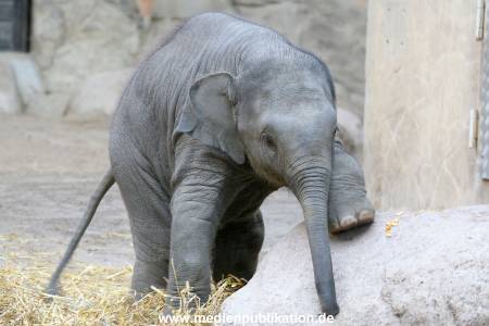 Hagenbeck 30102009 026
