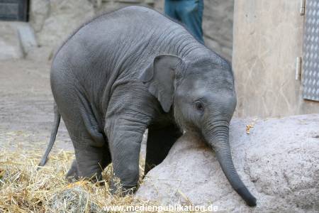 Hagenbeck 30102009 028