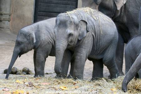 Hagenbeck 30102009 034