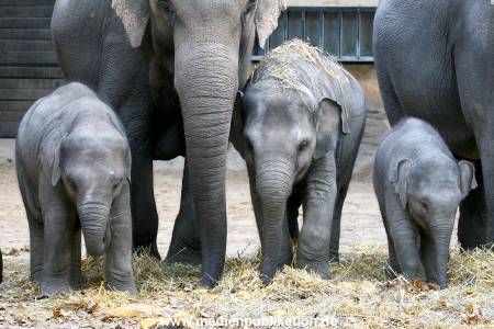 Hagenbeck 30102009 040