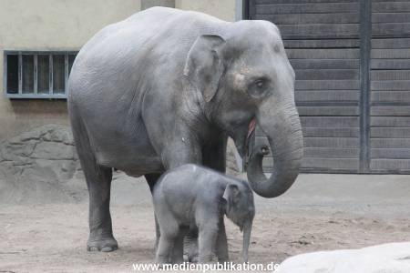 Hagenbeck Wendt 29012016 084