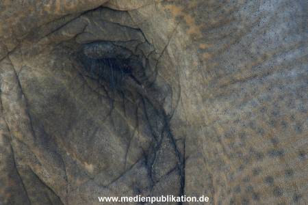 hagenbeck 05 03 032