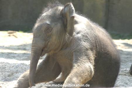 hagenbeck 05 03 033